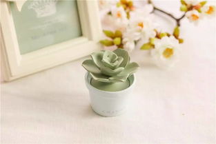 你以为它只是颜值很高的肉肉 那你就错了 日子好货 花钻