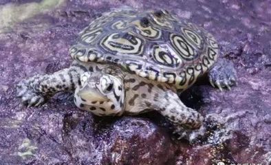 绚丽的钻纹龟 饲养全攻略，掌握这些技巧让花钻魅力绽放